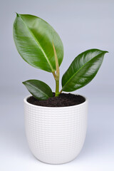 A young ficus shoot in a white pot.The concept of a minimalistic modern creative home decor, floristry, cultivation, proper care of indoor flowers, flower shops.Vertical photo