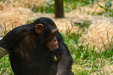 Szympans małpa - obrazy, fototapety, plakaty