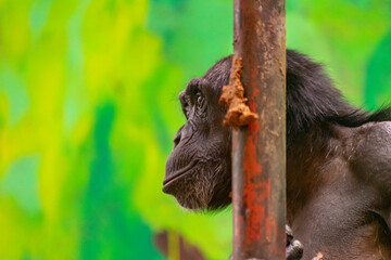 Małpa szympans - obrazy, fototapety, plakaty