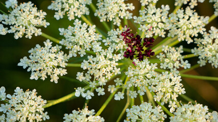 Queen Anne's Lace, meadow flower
