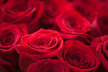 Obraz na płótnie Canvas Red roses