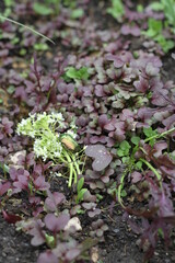 Green shield beetles on white tops