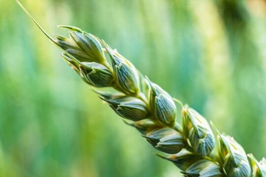 Halm of the wheat plant