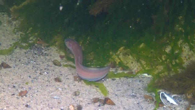 Fish of the Black Sea, Roche's snake blenny (Ophidion rochei) .Actinopterygii.