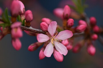 almonds