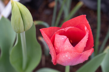 red tulip in the garden