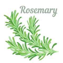 A fluffy sprig of fresh fragrant rosemary. Solid color illustration, no stroke. Simple design