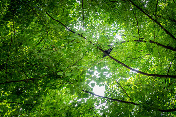 Natural tree leaf roof with sunshine seen from below with a bird sitting on one of many branches.