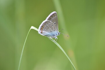 butterfly on a green leaf
