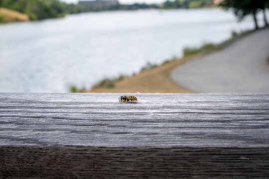 Landscape view of a wasp sitting on a wooden bridge rail eating with water in the background.