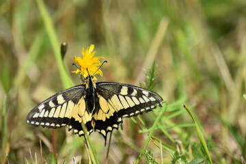 butterfly on a flower