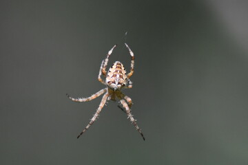 spider 