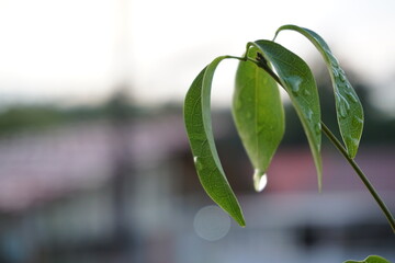 a plant in the garden in front of the house in the morning