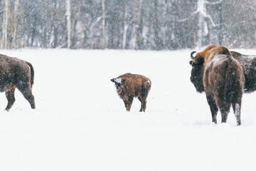 European bison, Bison bonasus. Bisons with calf standing in the snow of freezing winter forest....