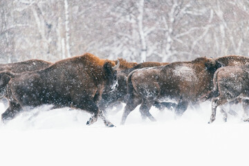 Wild european bisons in winter. Herd of bisons on snowy field.