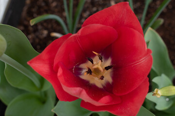 red tulip in the garden