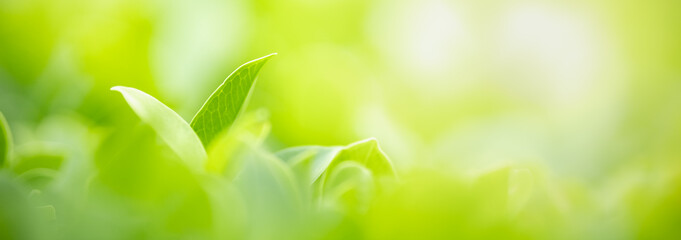 Closeup of beautiful nature view green leaf on blurred greenery under sunlight background in garden with copy space using as background cover page concept.