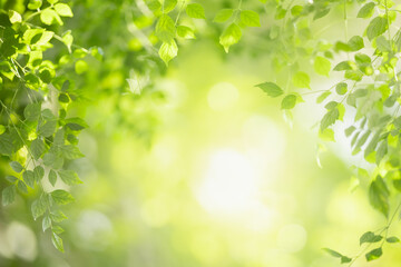 Beautiful nature view green leaf on blurred greenery background under sunlight with bokeh and copy space using as background natural plants landscape, ecology wallpaper concept.