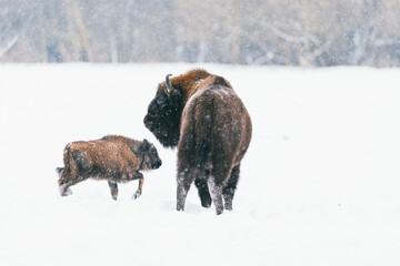 Naklejka premium European bison, Bison bonasus. Bisons with calf standing in the snow of freezing winter forest. Bison family in its european natural forest environment.