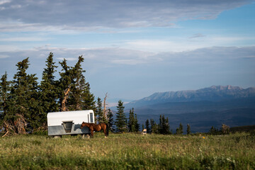 sheep herder's horse