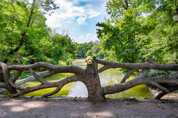 Beautiful roses by the river at a park in Bucharest