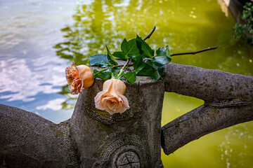 Beautiful roses by the river at a park in Bucharest