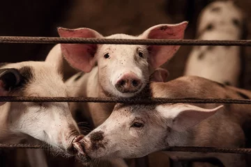 Fotobehang Domestic pigs on a pig farm. Meat industry. The concept of farm life and animal husbandry, close-up © Yelena Belodedova