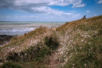 Flore de la corniche Vendéenne © Dominique VERNIER