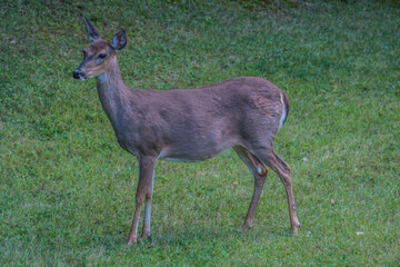 Naklejka na ściany i meble Pregnant female whitetail deer