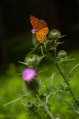 Kolorowy motyl na roślinie