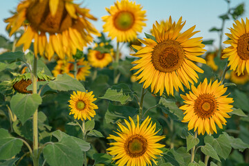 Natural background, a field of flowering sunflower, on a clear sunny day, selective focus. the concept of harvesting