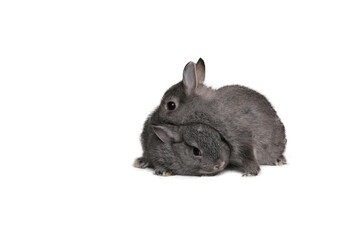 Beautiful little rabbit in front of a white background