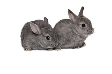 Beautiful little rabbit in front of a white background