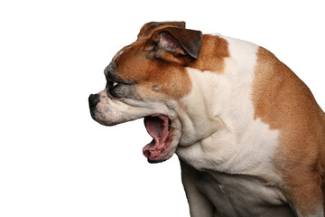 Portrait of beautiful animals in front of a white background