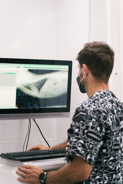 Vet doctor examining x ray image on computer