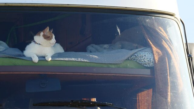 Cat laying on bed in rv integra camper car and looking around trought front window pane. Motorhome traveling with pet.