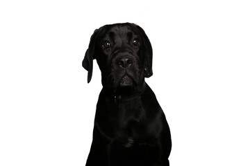 Portrait of beautiful animals in front of a white background