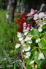 White Begonia flowers outdoor