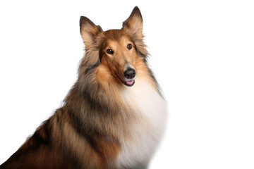 Portrait of beautiful animals in front of a white background