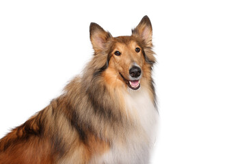 Portrait of beautiful animals in front of a white background