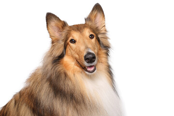Portrait of beautiful animals in front of a white background