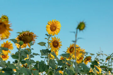 Fototapeta premium Natural background, a blooming sunflower, on a clear sunny day, close-up against the blue sky. selective focus. the concept of harvesting