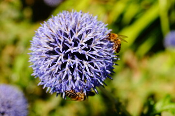 bee on thistle