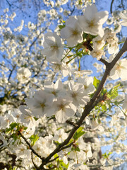 Apple tree