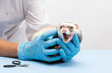 Female vet examines a patient ferret isolated