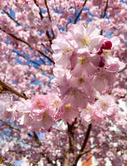 CHERRY TREE
