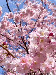 CHERRY TREE
