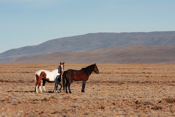 wild horses in the desert