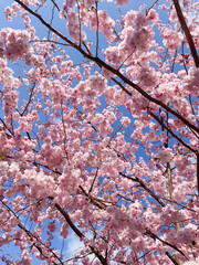 CHERRY TREE