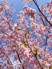 CHERRY TREE
